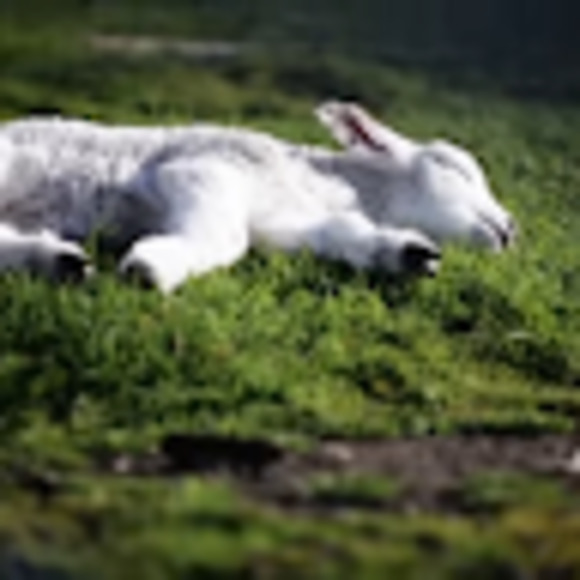 Meet your Posher, Pamala - Picture 1 of 1